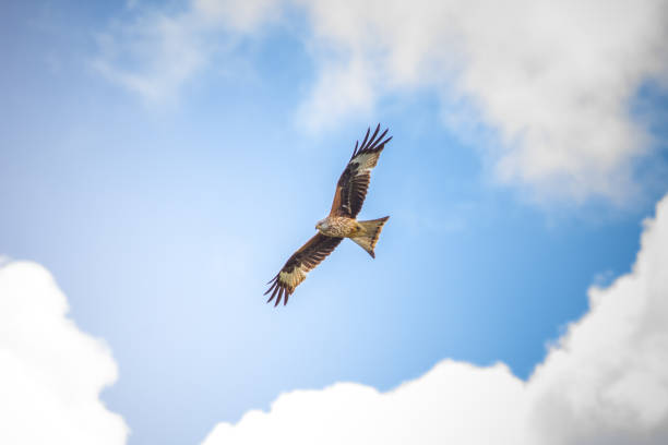 istock Red Kite in flight over Oxfordshire nature reserve 669726806