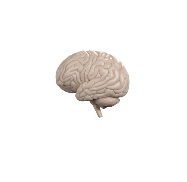 istock Brain infographic. Anatomical icon of brain on white background.3d Illustration. 669729558
