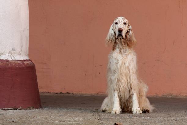 istock White big dog - english setter - on old architecture column background, sitting cute pet 669730212