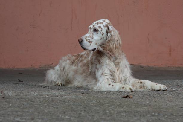 istock Bright spotty english setter, white dog laying on brown background 669730232