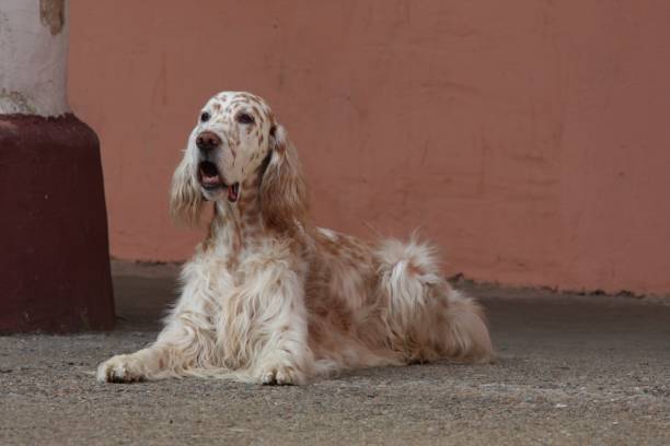istock English setter laying on old architecture background, royal white dog 669730252