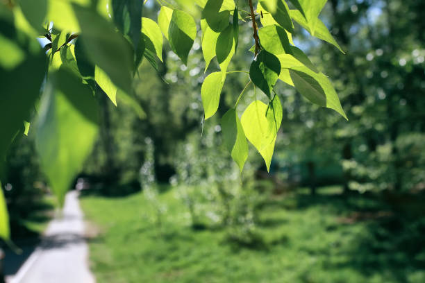 istock Fresh green leaves of trees on clear blue sky 669732634