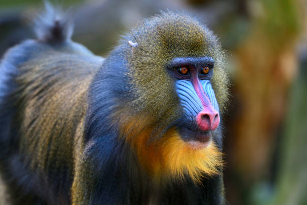 mandrill Portrait of a young male mandrill (mandrillus sphinx) baboon stock pictures, royalty-free photos & images