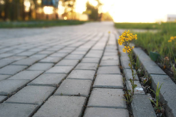 flower growing through the gray paving stone at sunset