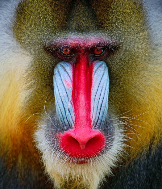 mandrill Portrait of a male mandrill (mandrillus sphinx) mandrill photos stock pictures, royalty-free photos & images