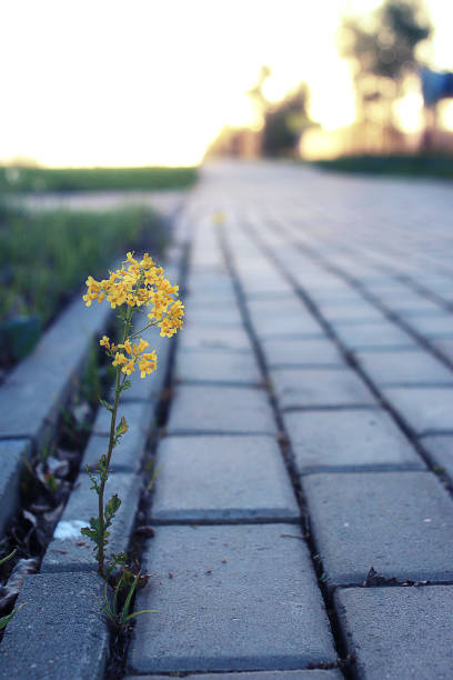 istock small flower growing through the paving stone at sunset 669732828
