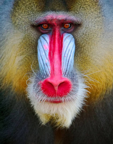 mandrill Portrait of a male mandrill (mandrillus sphinx) mandrill stock pictures, royalty-free photos & images
