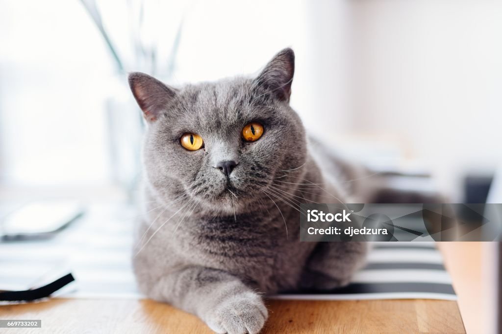 British Shorthair grey cat British Shorthair grey cat sitting on kitchen table Animal Stock Photo