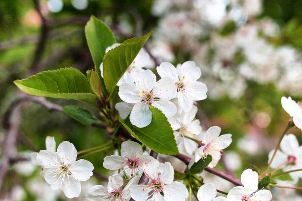 istock early spring flowering apple tree with bright white flowers 669733482