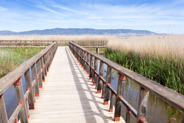 istock wooden bridge on a swamp 669735788