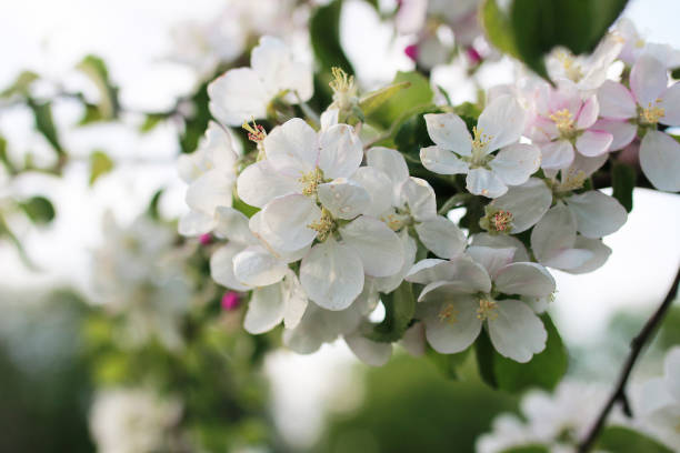istock flowering apple tree with bright white flowers 669735818