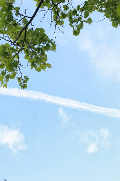 istock Green fresh leaves of trees on clear blue sky 669736076