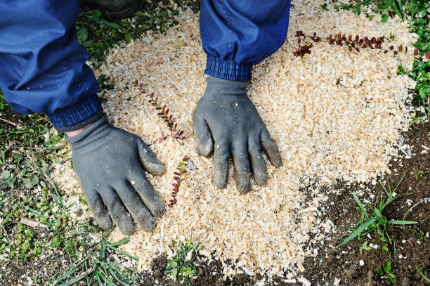 istock Planting berry bushes. 669736130