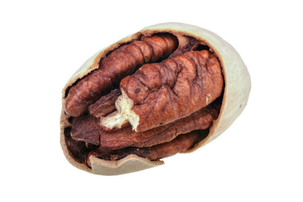 Cracked pecan nut closeup isolated on white background stock photo