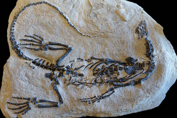istock Dinosaur fossils on sand stone background 669737992