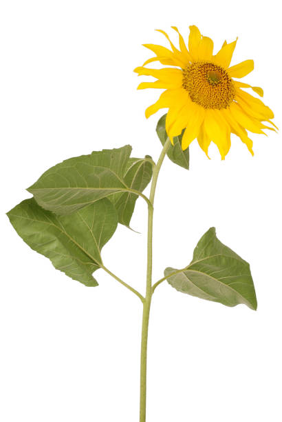 istock Beautiful yellow sunflower 669740970