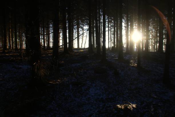 istock Silence in the forest at sunrise so lovely 669741100