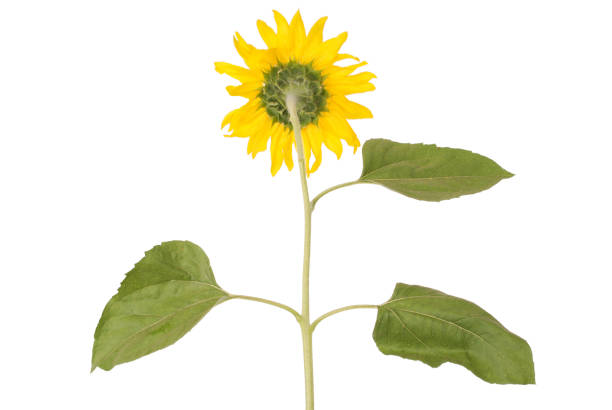 istock Beautiful yellow sunflower 669741324