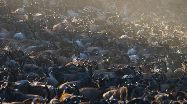 istock Big herd of wildebeest is about Mara River. 669744188