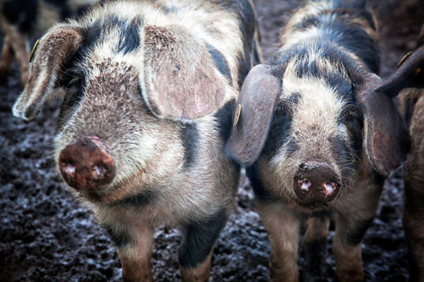 Organic farming in Denmark.