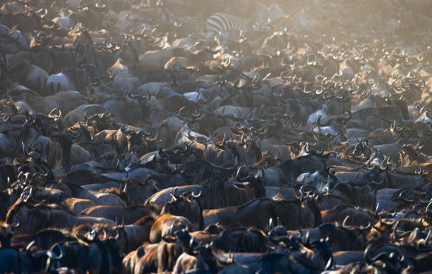 istock Big herd of wildebeest is about Mara River. 669744242