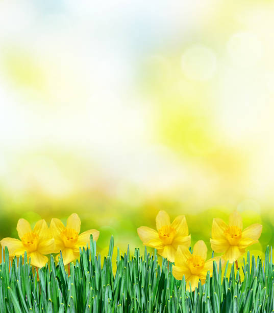 istock Bright colorful flowers 669744684