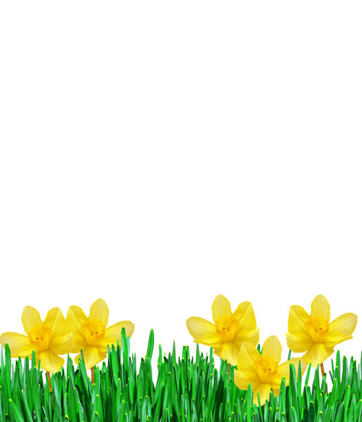 istock Bright and colorful flowers of daffodils 669745014