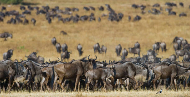 istock Wildebeest are following each other in the savannah. 669745100