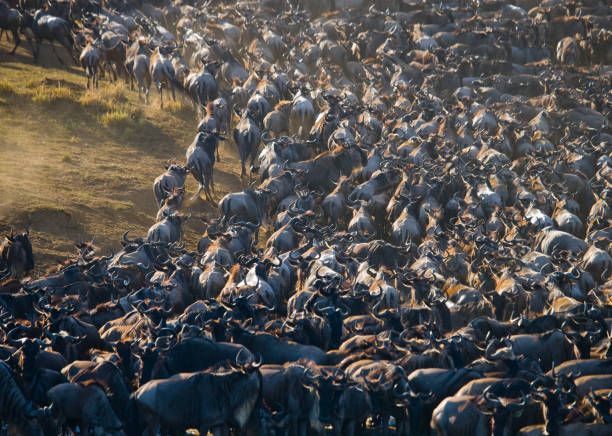 istock Wildebeests running through the savannah. 669745188