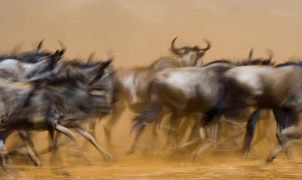 istock Wildebeests running through the savannah. 669749668