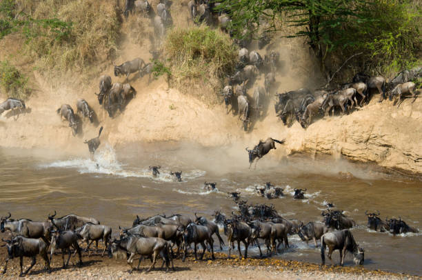 istock Wildebeests are crossing Mara river. 669749786