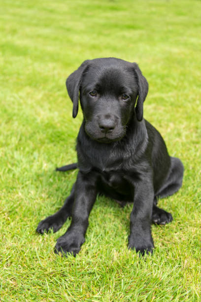 istock Black labrador retriever puppy 669749844