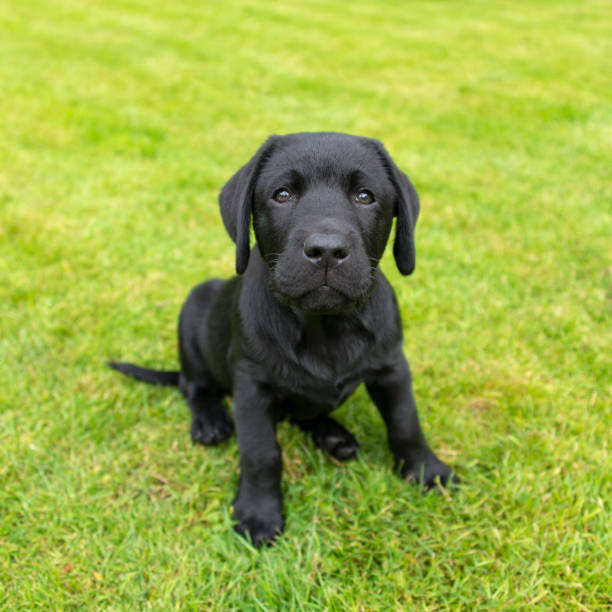 istock Black labrador retriever puppy 669750056