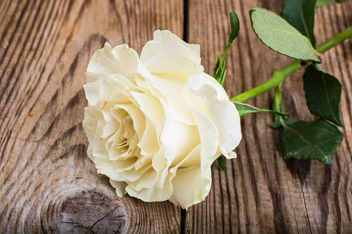 One stale white rose on Wood. Studio Photo