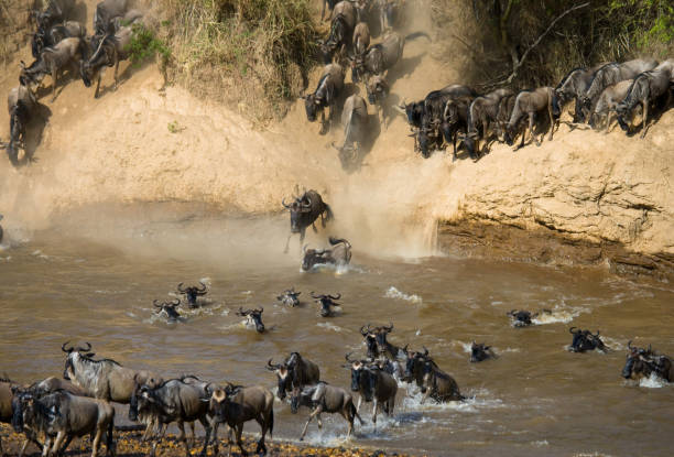 istock Wildebeests are crossing Mara river. 669750440