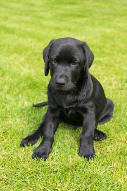 istock Black labrador retriever puppy 669750444