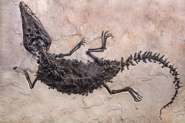 Dinosaur fossils on sand stone background