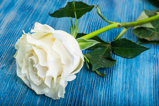 One stale white rose on Wood. Studio Photo