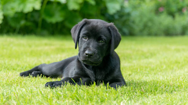 istock Black labrador retriever puppy 669750502