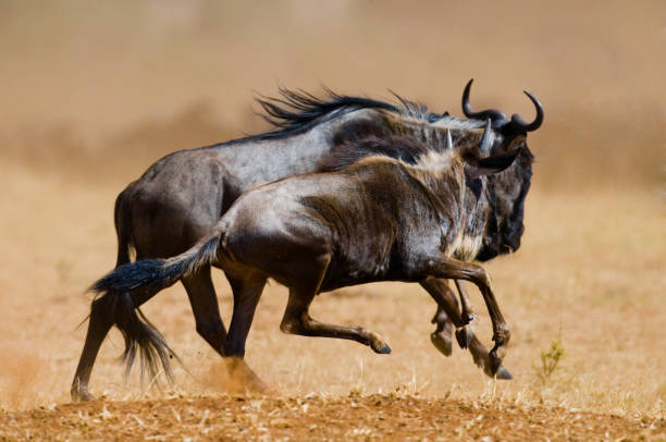 istock Wildebeests running through the savannah. 669750526