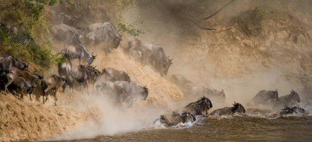 istock Wildebeests are runing to the Mara river. 669750572