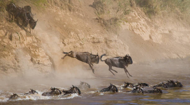 istock Wildebeests are runing to the Mara river. 669750912