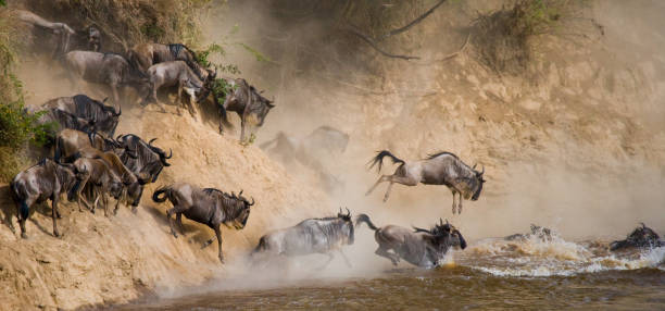 istock Wildebeests are runing to the Mara river. 669750942
