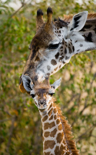 istock Female giraffe with a baby in the savannah. 669750962