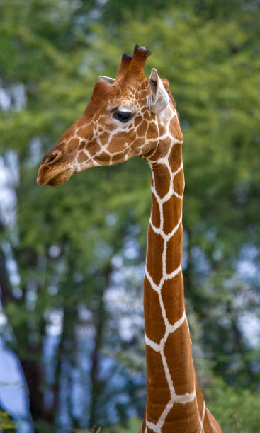 istock Portrait of a giraffe. 669750986