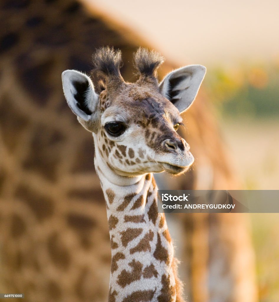 Chân Dung Một Con Hươu Cao Cổ Con Hình ảnh Sẵn có - Tải xuống Hình ...