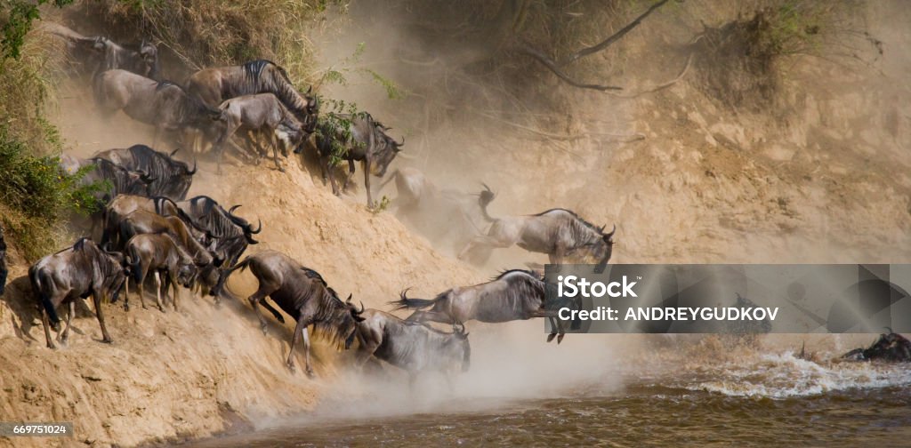 Wildebeests are runing to the Mara river. Wildebeests are runing to the Mara river. Great Migration. Kenya. Tanzania. Masai Mara National Park. An excellent illustration. Serengeti National Park Stock Photo