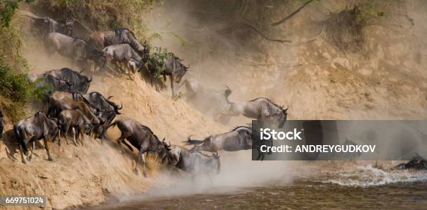 Wildebeests Are Runing To The Mara River Stock Photo - Download Image Now - Serengeti National Park, Animal Migration, Wildebeest