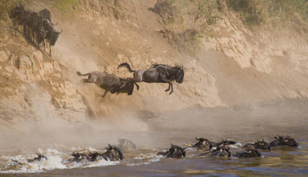 istock Wildebeests are runing to the Mara river. 669751272