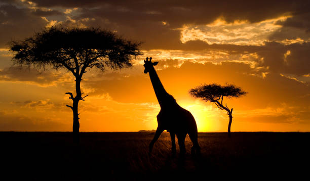 istock Giraffe at sunset in the savannah. 669751318